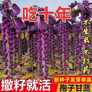 種抱子甘藍種子包心菜小包菜卷心菜蔬菜種籽 紫孢子甘藍種子四季