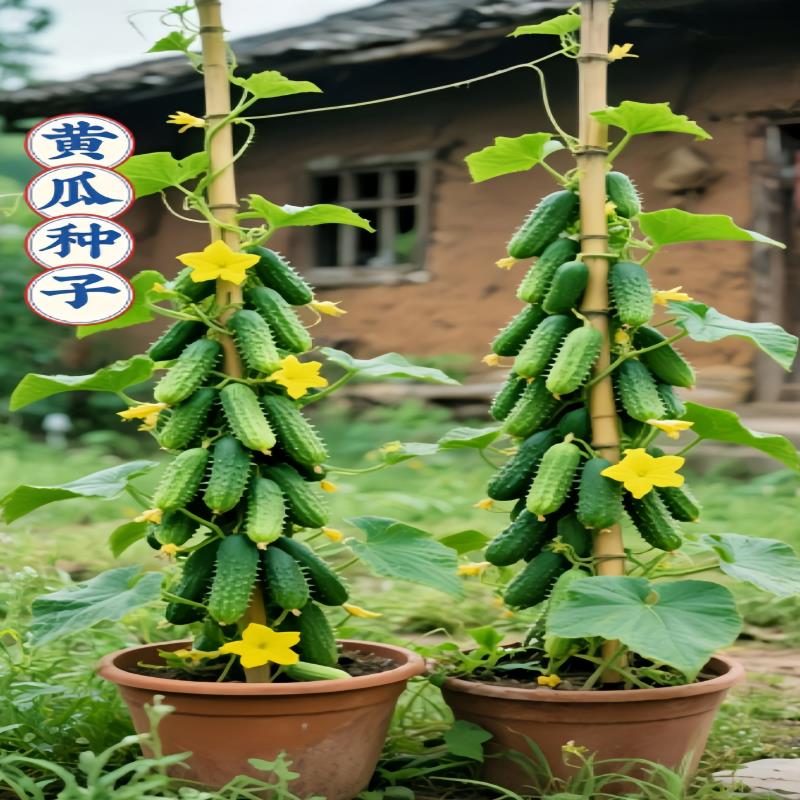 唐山秋瓜种子秋黄瓜高产水果黄瓜阳台盆栽春季秋季易播种蔬菜种子