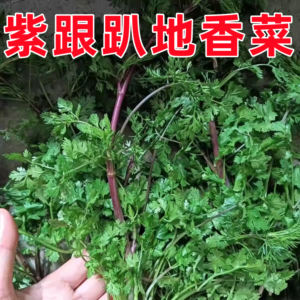 老品种紫根香菜矮杆趴地香菜种子小叶浓香型耐寒种籽四季蔬菜籽