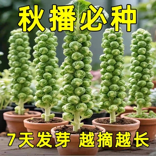 孢子甘藍抱子甘藍菜種子蔬菜苗種籽高果率小包菜卷心蔬菜種子大全