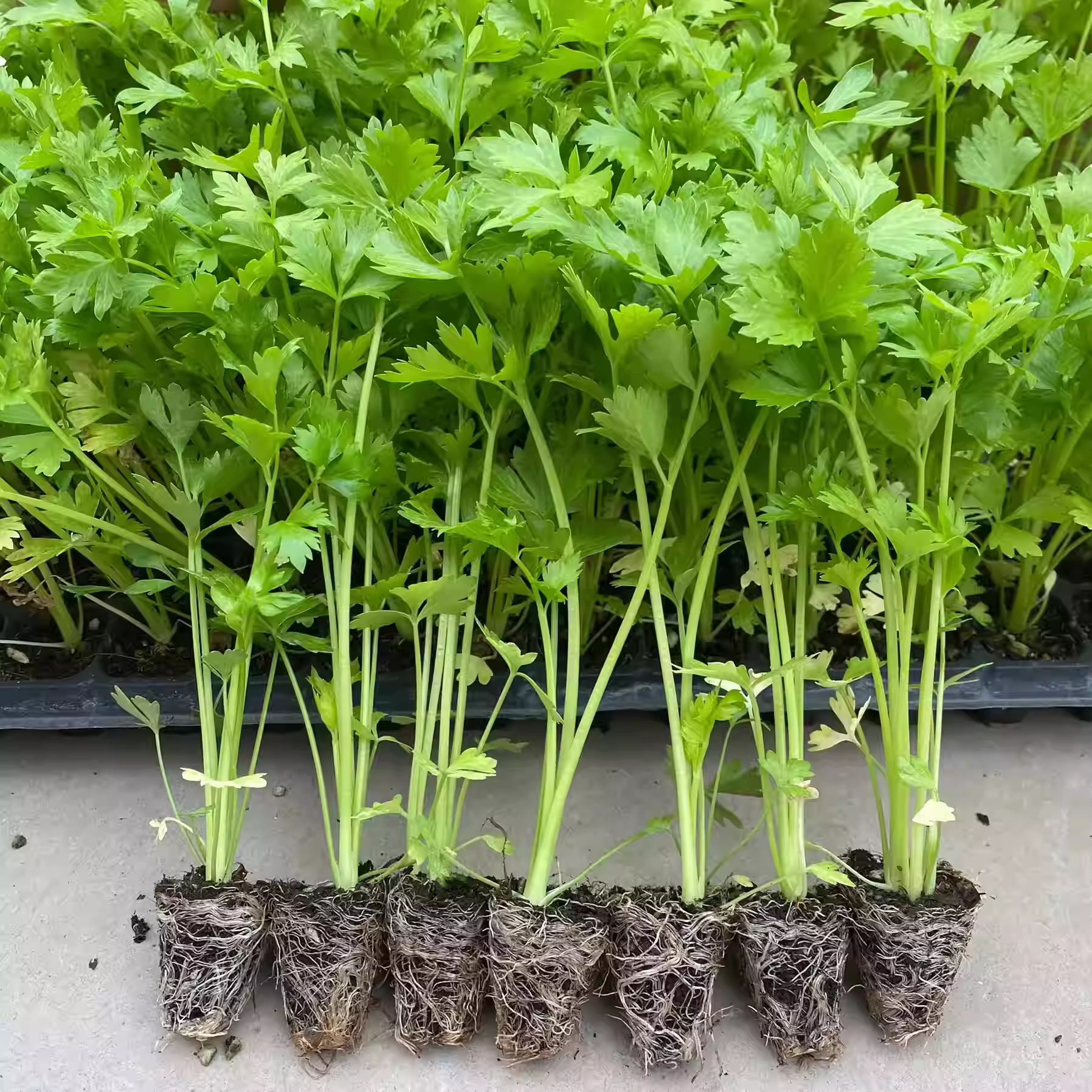 四季小香芹苗种植基地苗秧香芹菜蔬菜种籽白孑秧苗苗子根苗菜苗