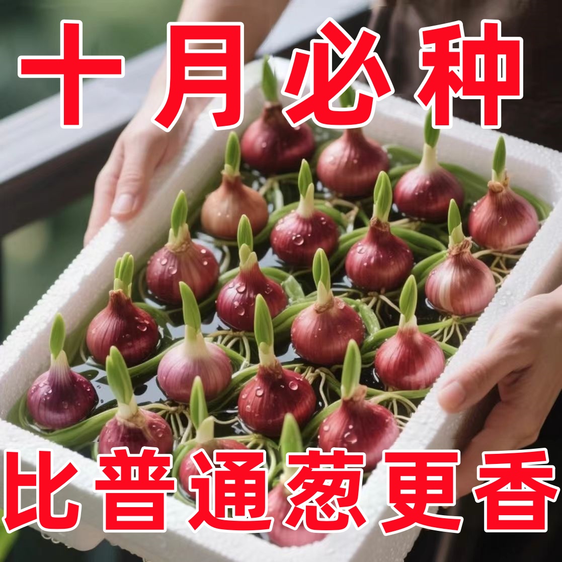 可水培可种植可食用葱红葱头四季小香种子葱苗干葱头阳台小院种植