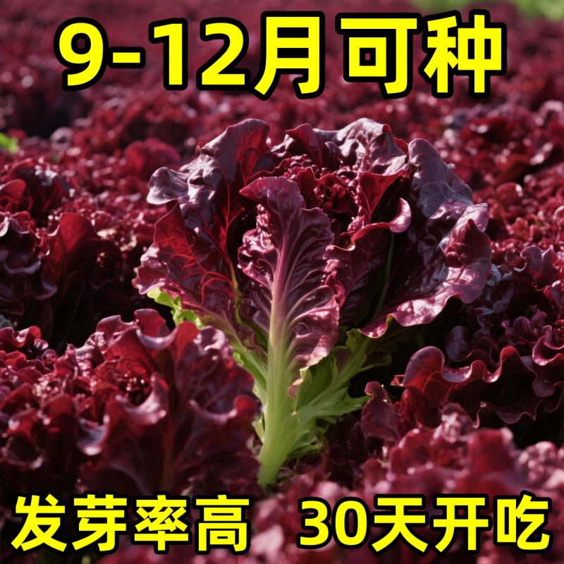 奶油汉堡咖啡紫生菜新鲜叶菜生吃凉拌甜脆多汁沙拉菜农家自种生菜