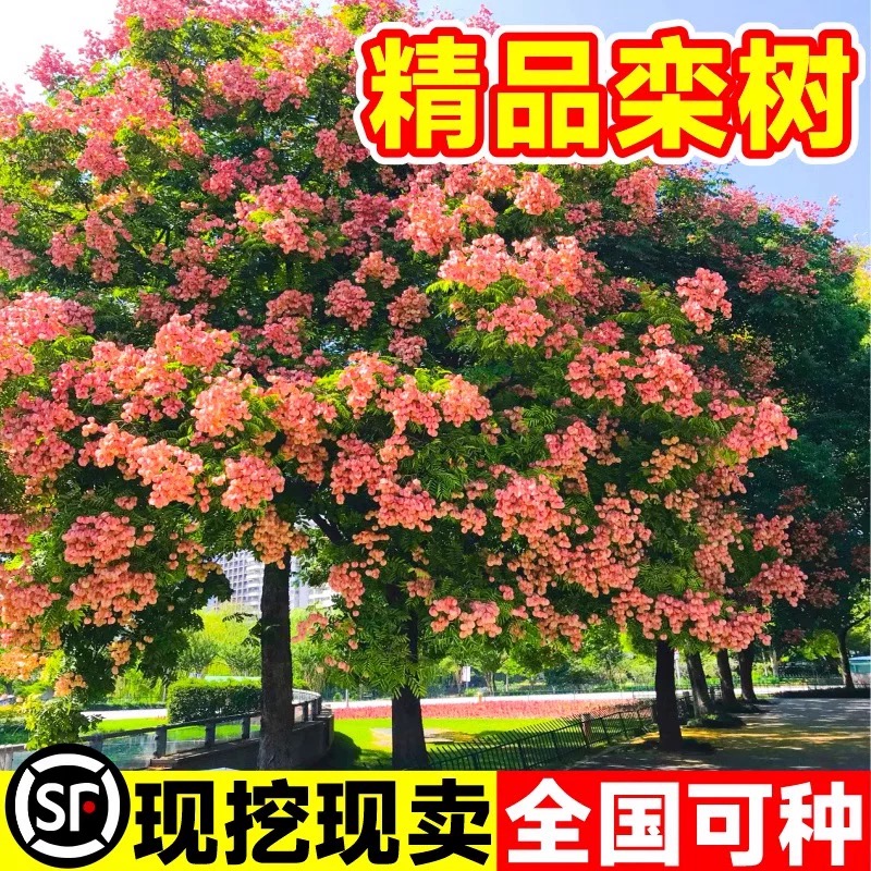 栾树树苗庭院园林j绿化木名贵行道风景大树四季种植南北方耐寒乔