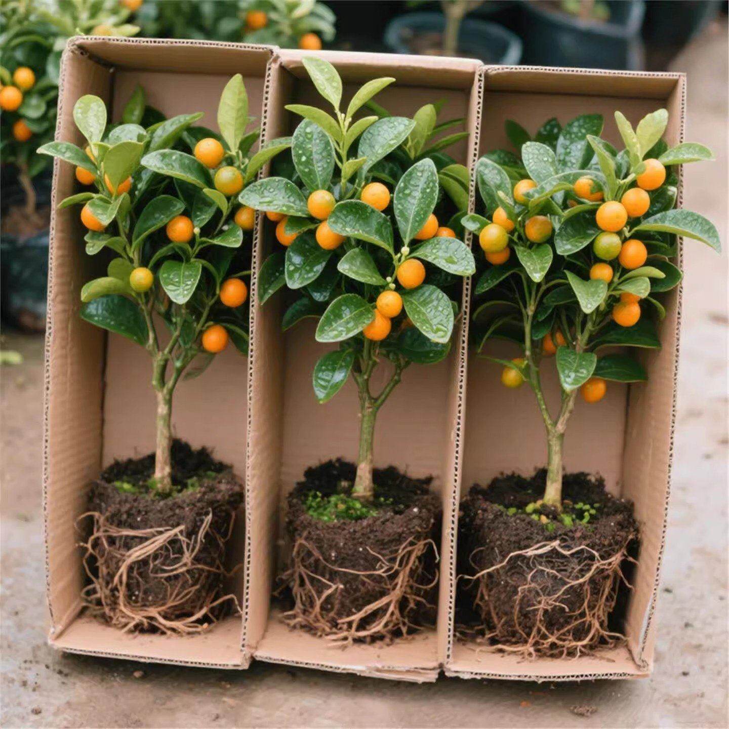 金桔树盆栽可食用室内四季脆皮橘子树苗客厅植物花卉绿植花苗盆景