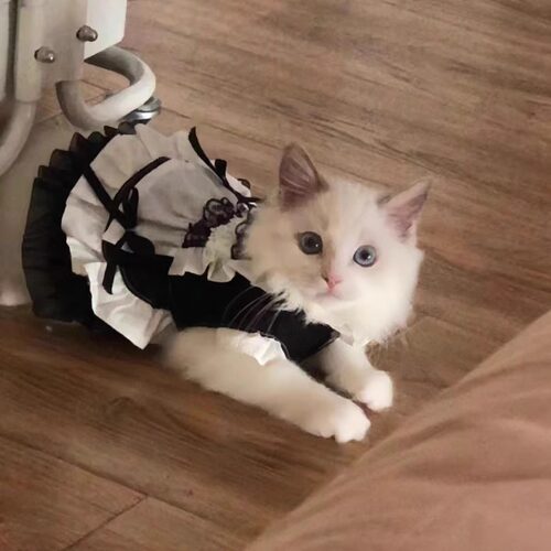 宠物女仆装猫狗咪公主可爱