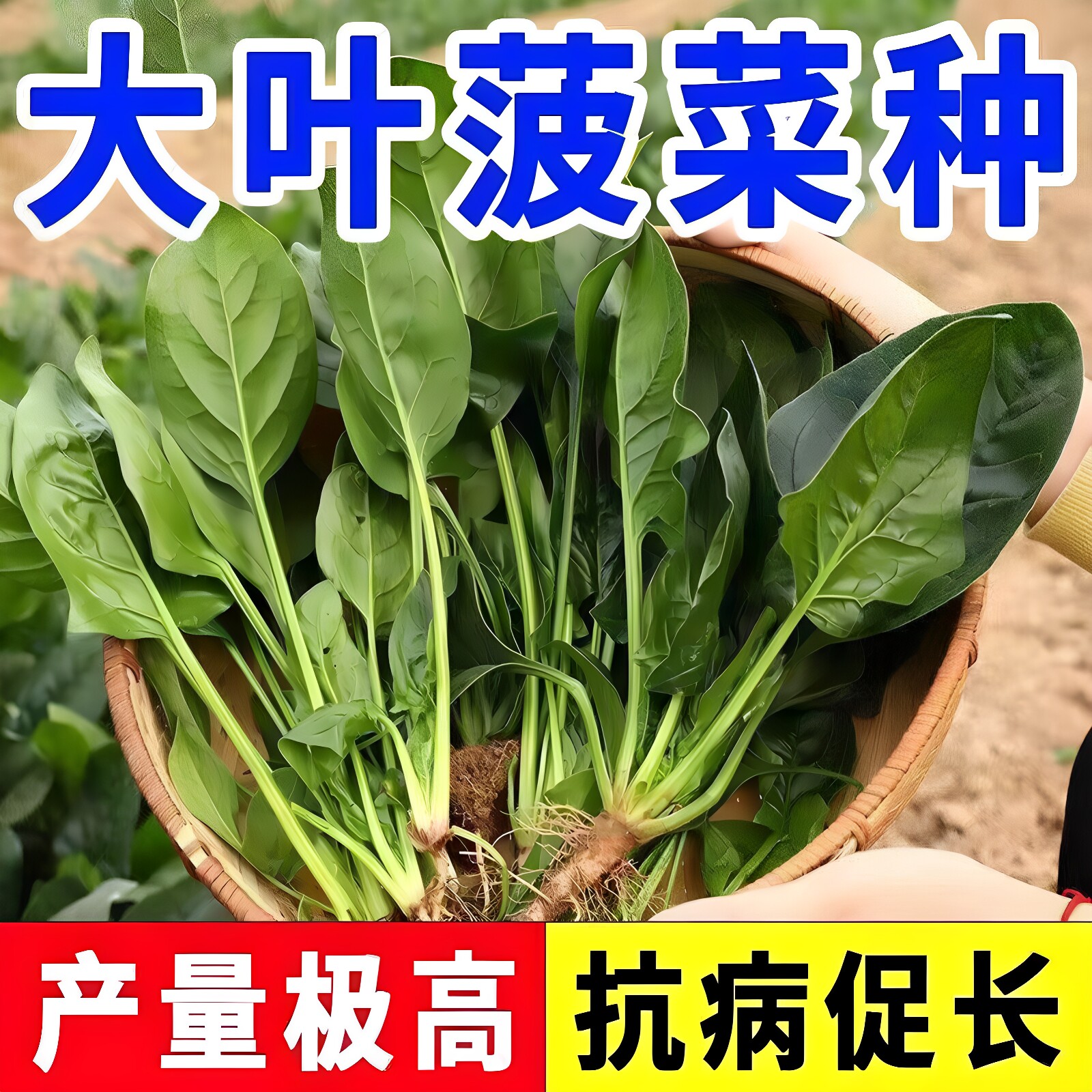 大叶菠菜种子四季蔬菜冬季籽种冬天种籽耐寒菜种盆栽波菜孑菜籽子