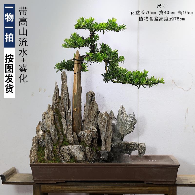 大型罗汉松盆景植物造型老桩迎客松真树室内办公室玄关盆栽绿植