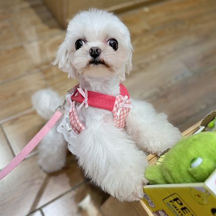 约克夏马尔济斯牵引绳衣服狗狗胸背背心式小型犬夏天遛狗遛猫绳子