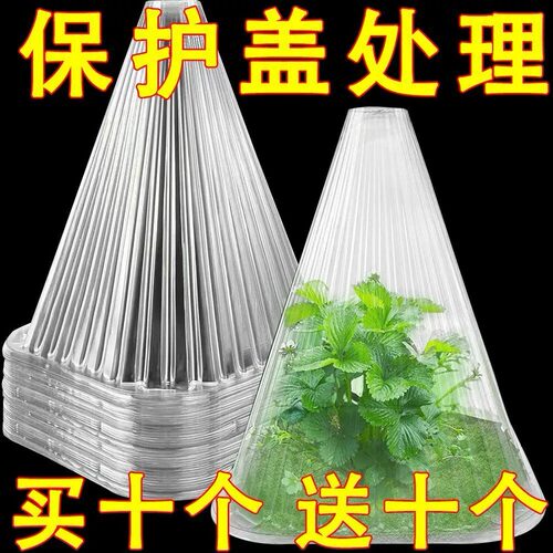 草莓育苗盘种植杯透明保护罩鸟类