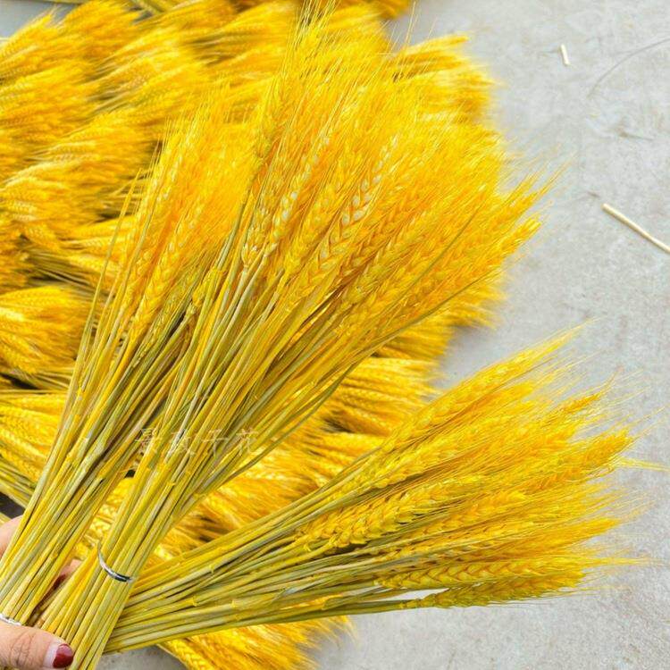 麦穗干花真麦子大麦杂粮厂家橱窗农家乐装饰拍摄道具干花开业花篮