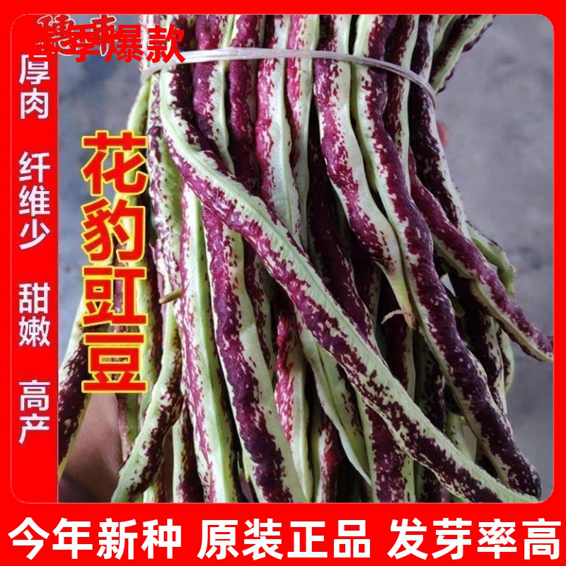 籽花豹豆豇角龙种子儿豆条架纹春蔬秋农家高产豆种蔬菜厚肉菜胖种