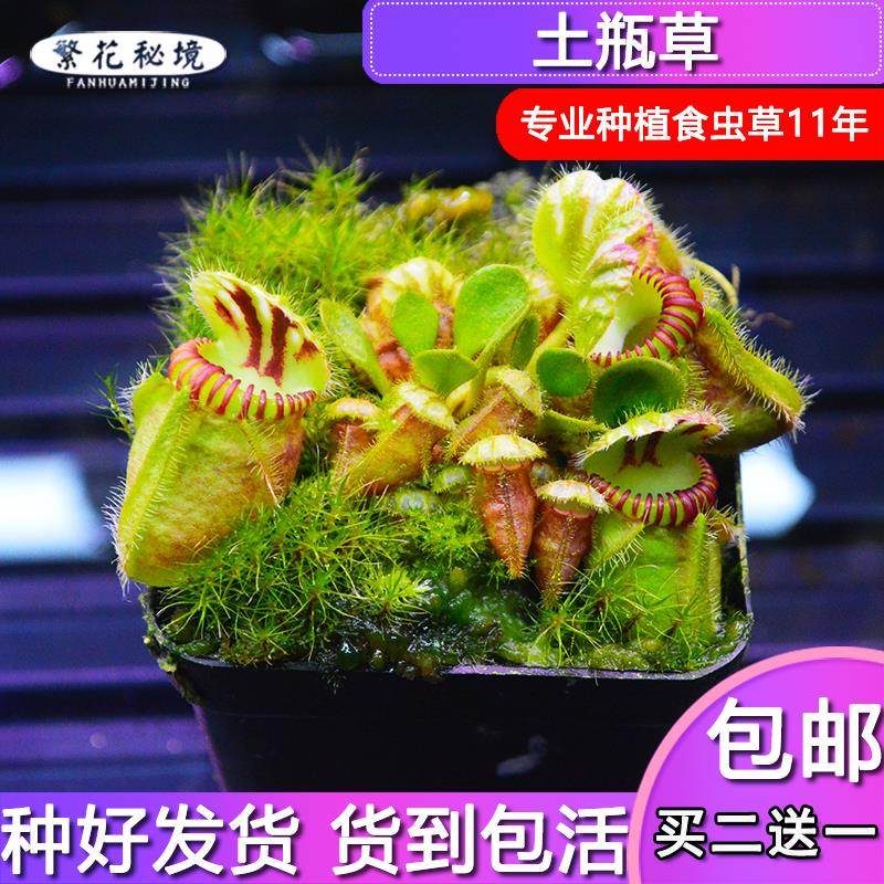 土瓶草高端稀有品种巨人迷你可爱食虫植物盆栽黑色伊甸园大男孩