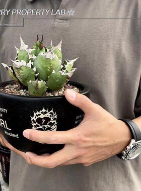 43藤原NBHD龙舌兰潮流块根植物老白鲸龟甲龙块根SRL花盆陶瓷