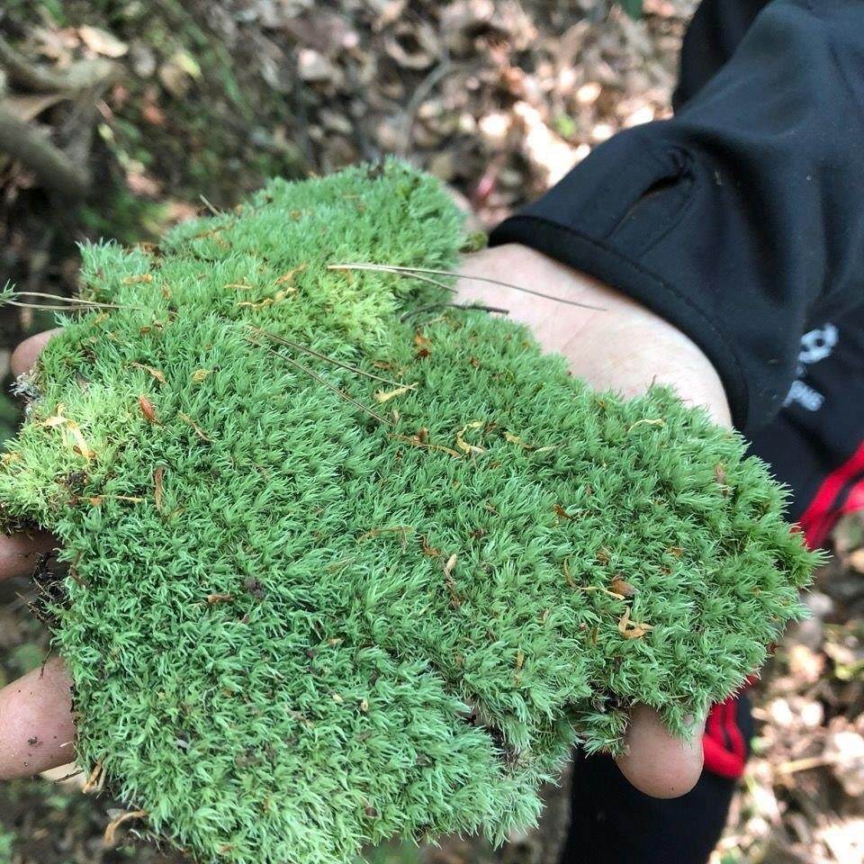 鲜活青苔 苔藓微景观生态瓶 白发藓 假山盆栽迷你植物diy材料包邮