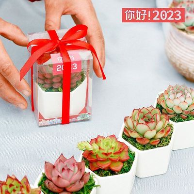 多肉伴手礼多肉盆栽肉肉植物生石花玉露办公室盆景基地