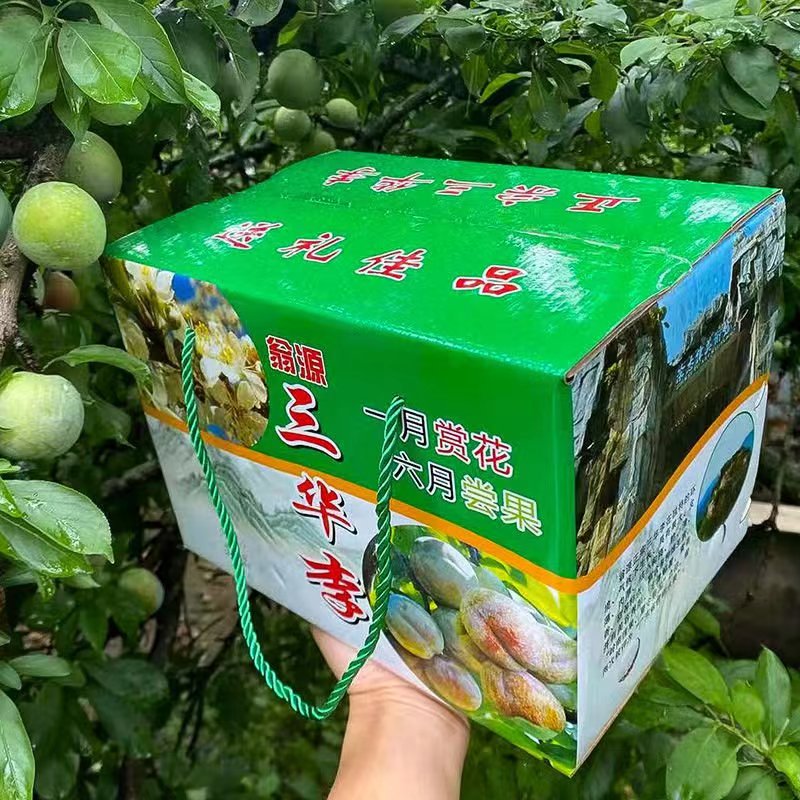 三华李广东翁源三华李蜜李香甜可口新鲜水果当季现摘现发