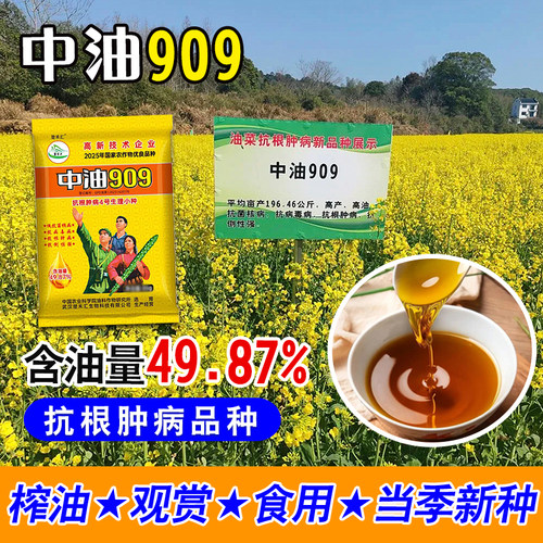抗根肿病品种正品杂交矮杆高产油菜种子中油909抗寒抗冻抗病抗倒