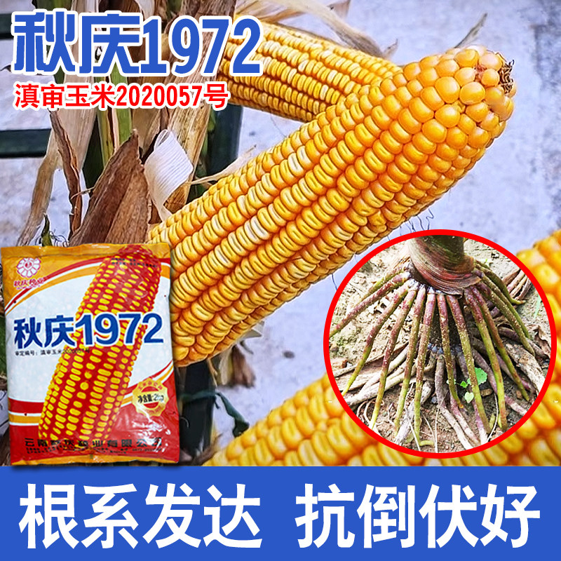 云南玉米种子秋庆1972适应1000-2000米中高海拔大棒齿深抗性强