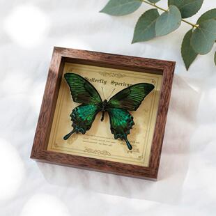 绿带翠凤蝶真蝴蝶标本相框成品玄关摆件装饰画送妈妈送女朋友礼物