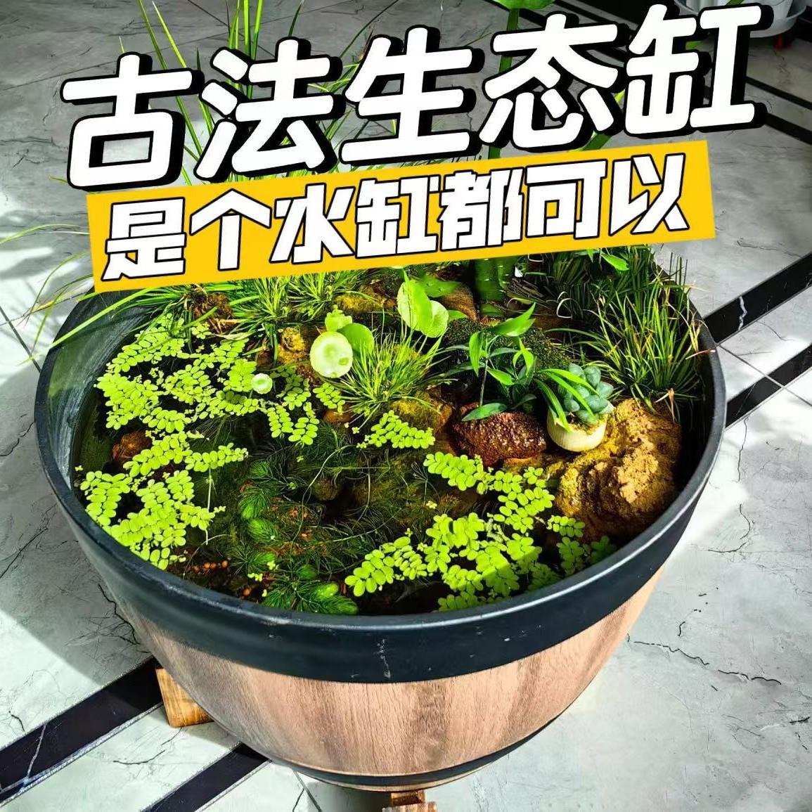 古法养鱼缸造景整套素材新手水草植物套餐水缸一套