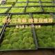 盆栽雨林缸创意diy装 新鲜活白发藓 苔藓青苔趣味微景观造景 饰