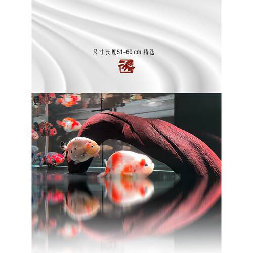 Erma 51-60cm大型大型下沉木景观下沉木森林鬃狮蜥蜴太阳露台自然