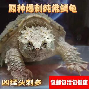 正宗原种纯佛鳄龟爆刺鳄鱼龟幼苗纯佛鳄龟活物北美小乌龟活体