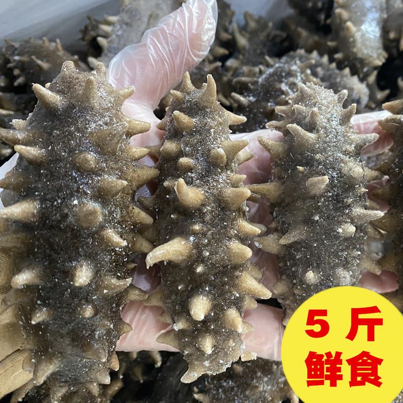 (5斤装）小海家即食海参可礼盒冷蒸即食鲜食海参长岛底播海参好口