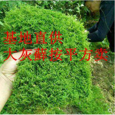 水陆缸雨林造景铺面植物苔藓微景观盆景大灰藓纱布藓鲜活青苔包邮
