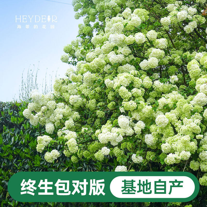 海蒂的花园中华木绣球斗球耐寒花卉盆栽欧洲木绣球树苗绣球花苗