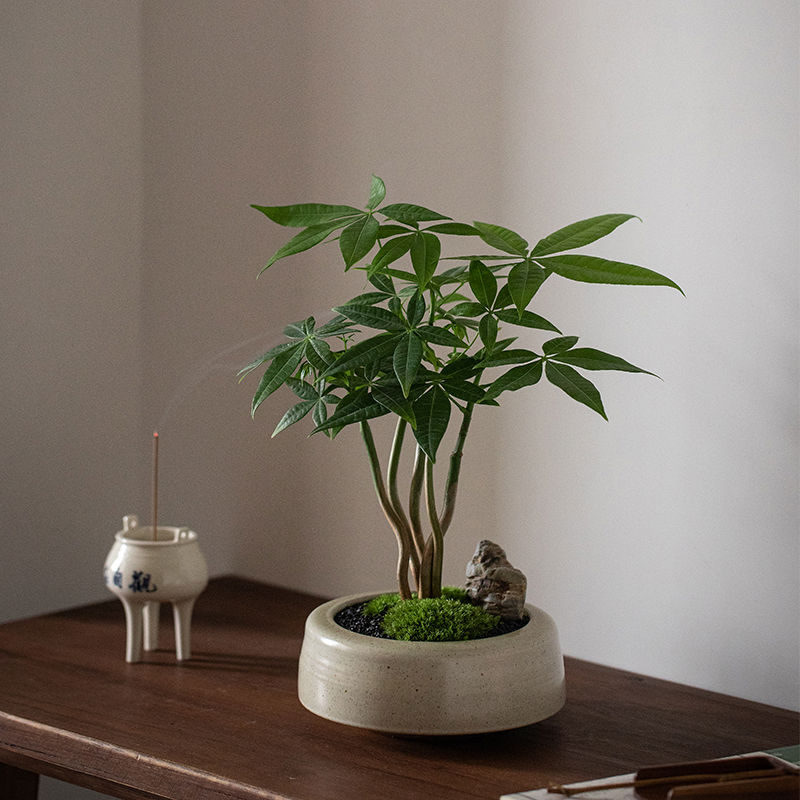 静艺花舍 奇趣发财树盆栽室内桌面花卉植物四季常青好养招财