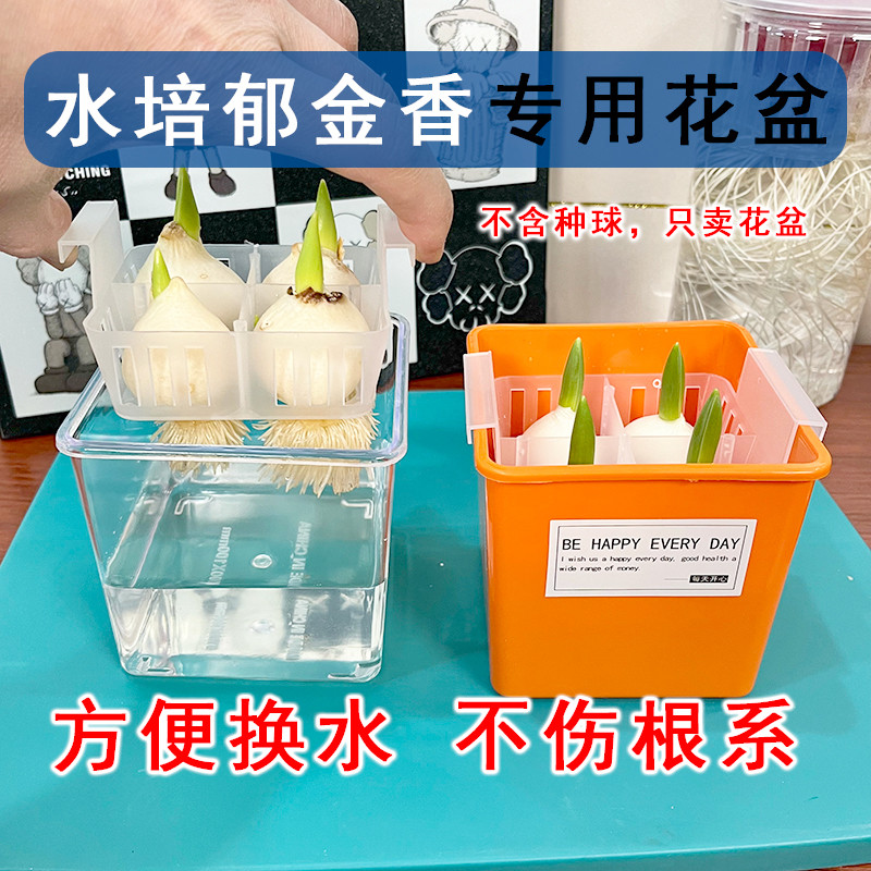 水培郁金香花盆水养种球专用透明花瓶鲜花花器花盆定植篮固定蓝子