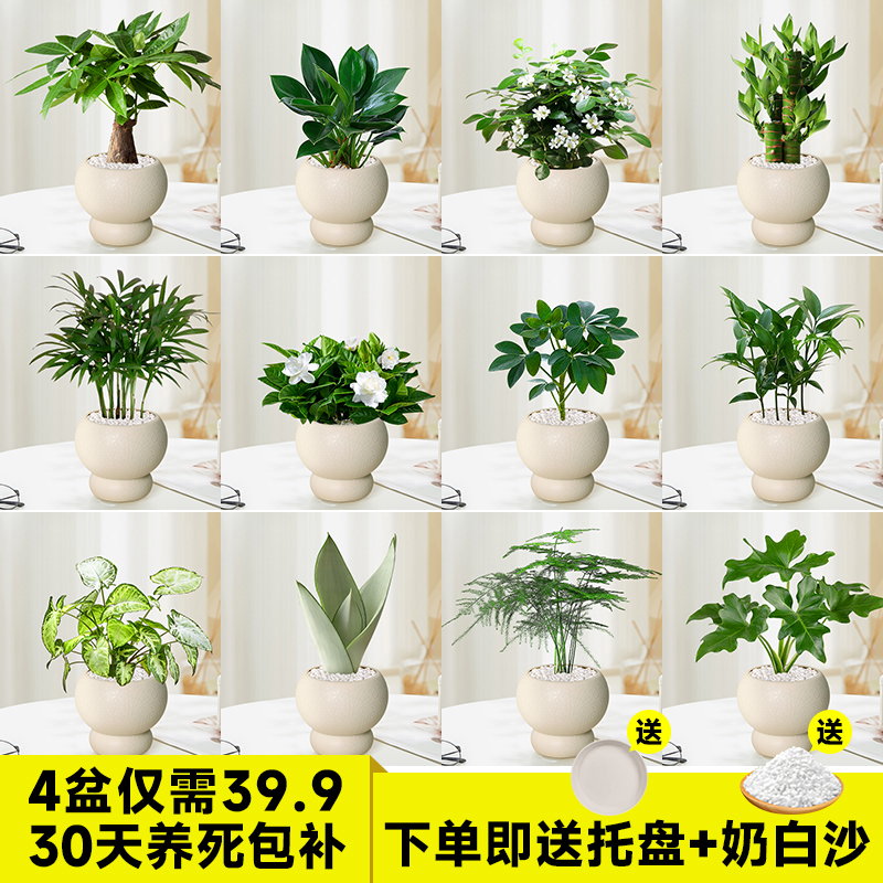 发财树金钻室内桌面植物富贵竹虎皮兰小盆栽办公室鸭脚木文竹