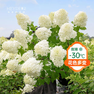 海蒂的花园圆锥绣球夏日美人香草草莓北方耐寒耐晒植物花卉盆栽