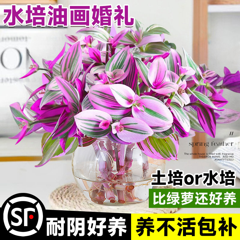 油画婚礼吊兰盆栽精大苗水培办公室内绿植物桌面四季好养紫