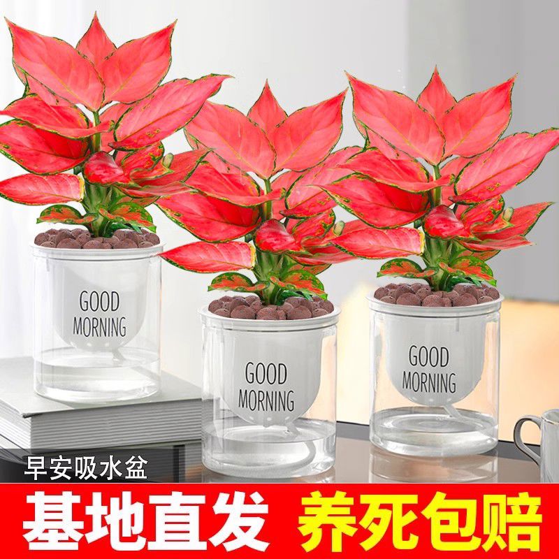 吉利红盆栽水培土培花卉如意皇后吸甲醛室内植物净化空气好养