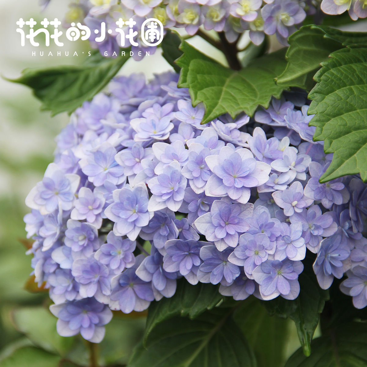 大花绣球盆栽苗尽夏万华镜薄荷拇指魔幻彩色梦想易活绿植花卉