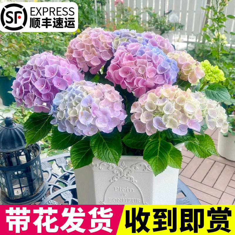 带花绣球花苗大花尽夏花盆栽带花卉室内庭院木绣球鲜花老桩