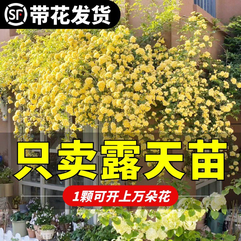 黄木香花苗爬藤植物四季开花白木香树苗蔷薇阳台庭院盆栽耐寒