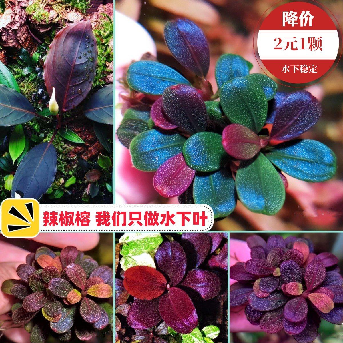辣椒榕野株水草迷你高端草缸沉木造景水下叶布朗尼玄武海幽灵