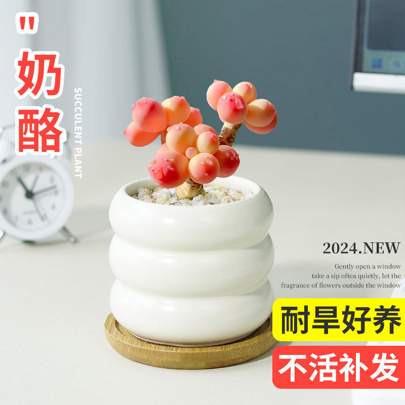 精奶酪多肉植物室内小盆栽熊童子玉露桃蛋高端办公桌面稀有