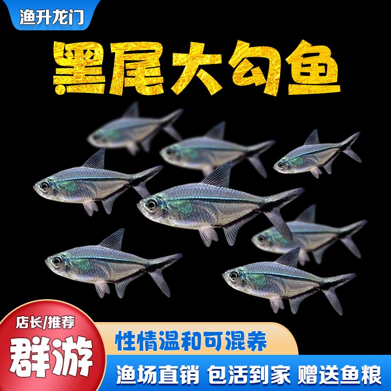 黑尾大勾鱼群游混养活体草缸淡水饲养小型热带冷水鱼小鱼养好