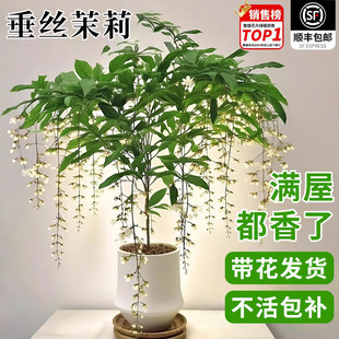 垂丝茉莉盆栽带花苞办公室内桌面好养泰国风车茉莉阳台花卉绿