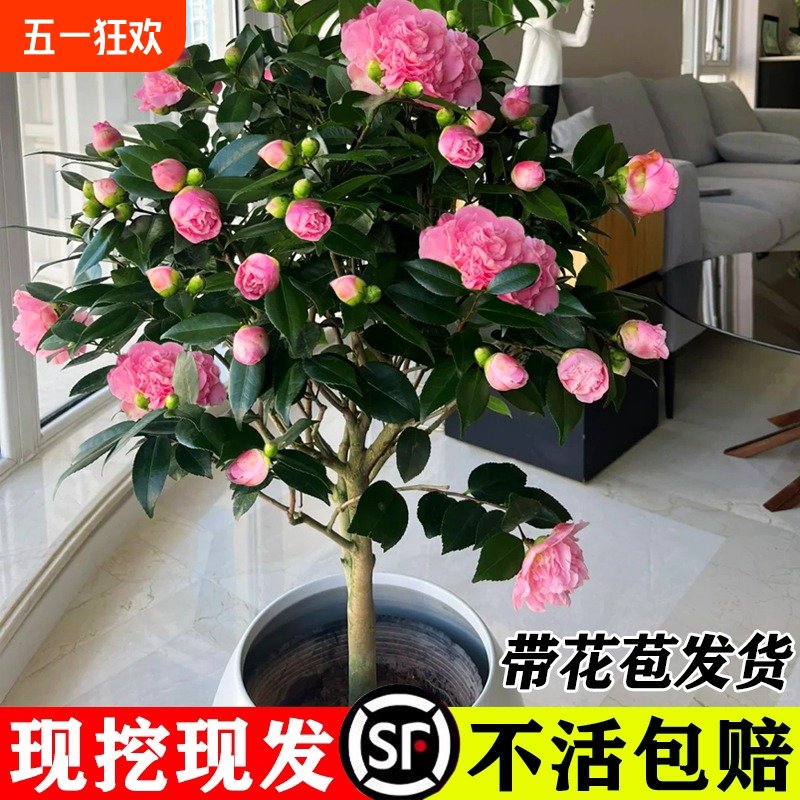 茶花树苗四季开花香妃花卉室内植物盆栽山茶花带花苞耐寒五色