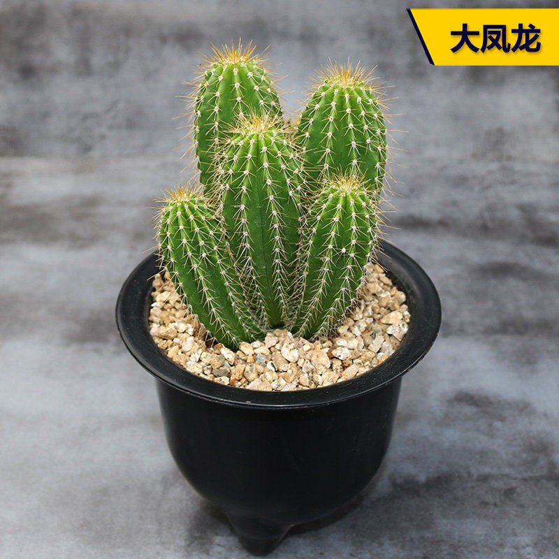 大凤龙群生仙人柱造型多头仙人球仙人掌多肉植物耐干旱易度夏