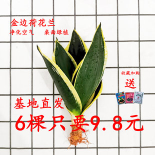 虎皮兰办公室内好养植物客厅绿植净化空气吸甲醛水培白玉盆栽