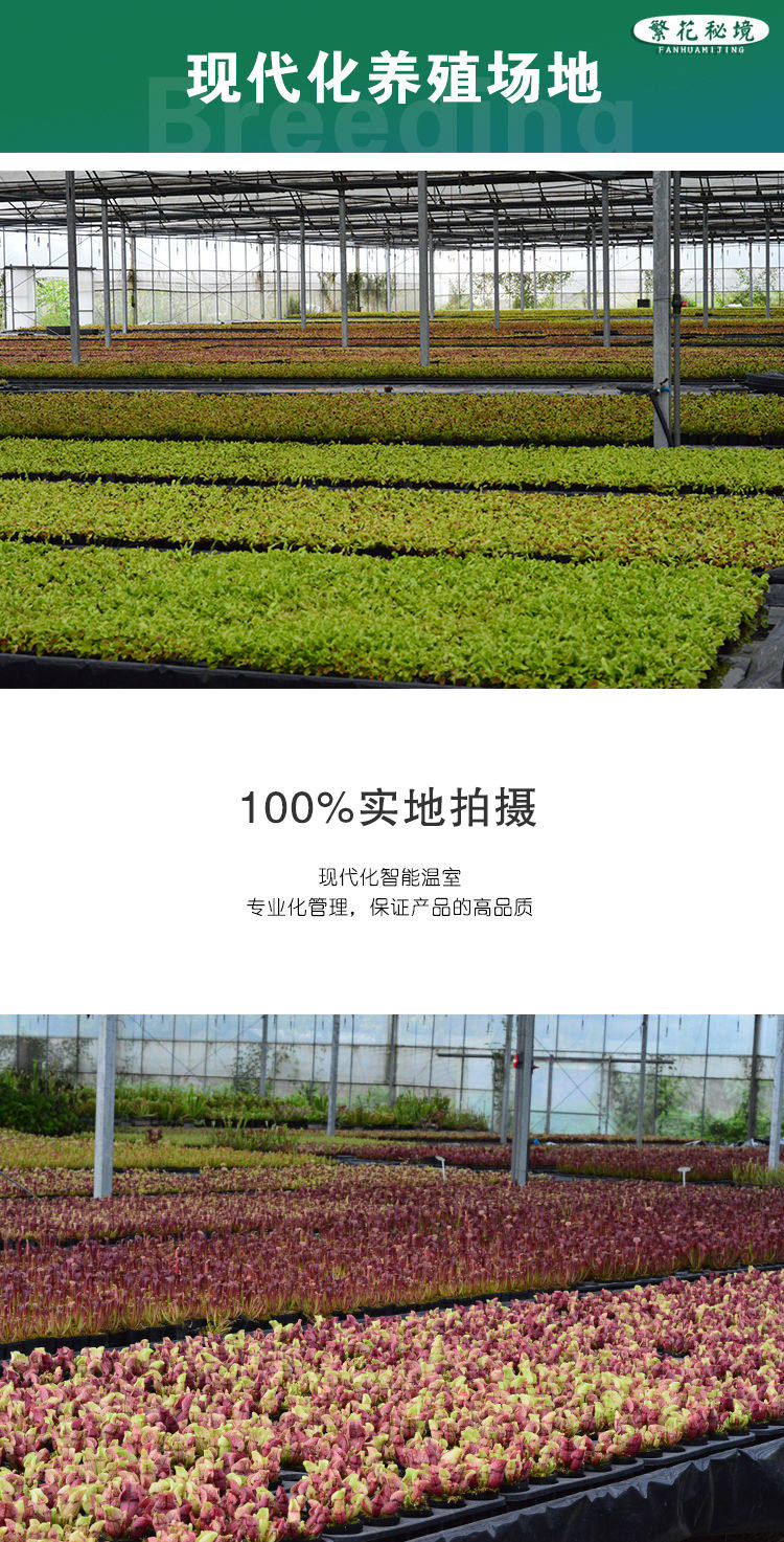 товар из китая 茅膏菜迷你桌面盆栽超大捕蝇草绿植耐阴食人花驱蚊草粘虫子蚊子