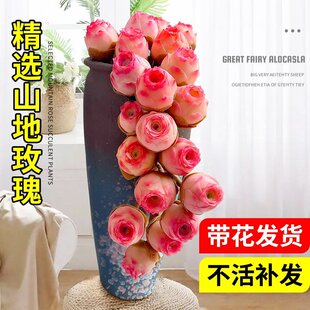 山地玫瑰多肉植物盆栽名贵精选水蜜桃花卉绿植阳台室内大颗紫