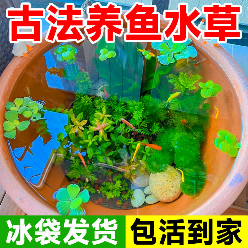 古法养鱼水草鱼缸造景套餐生态缸芙蓉浮萍火山石绿九冠绿菊蜈